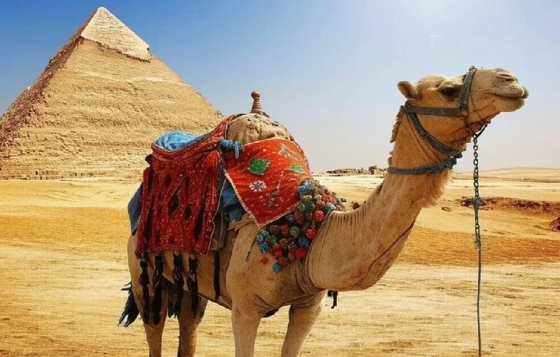 Guida Completa: What to Do in Cairo tra Storia e Cultura