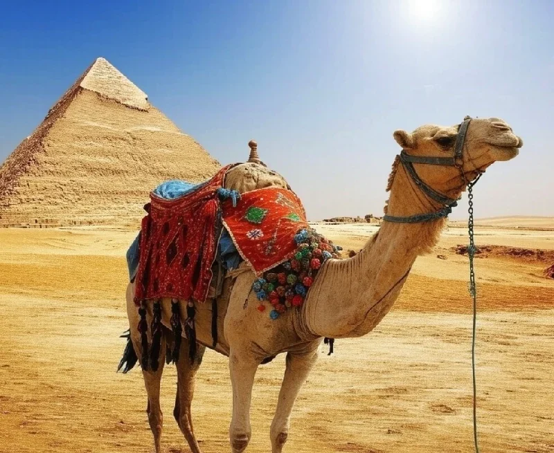 what to do in cairo